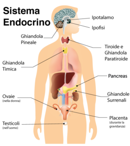 sISTEMA ENDOCRINO