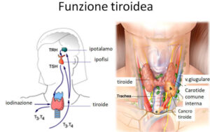 funzione tiroidea dieta chetogenica roma